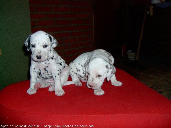 Photo de Dalmatien