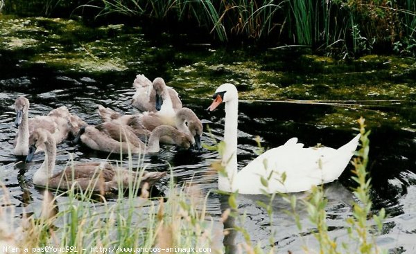 Photo de Cygne