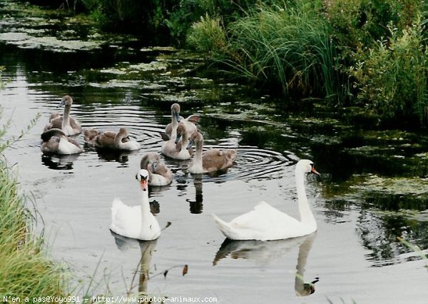 Photo de Cygne