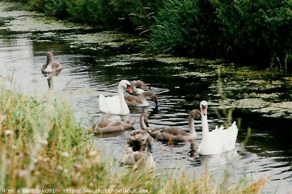 Photo de Cygne