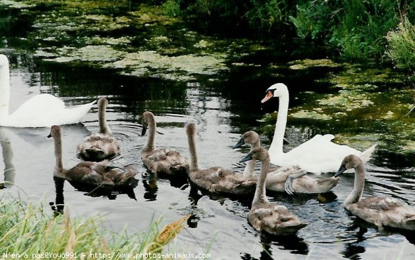 Photo de Cygne