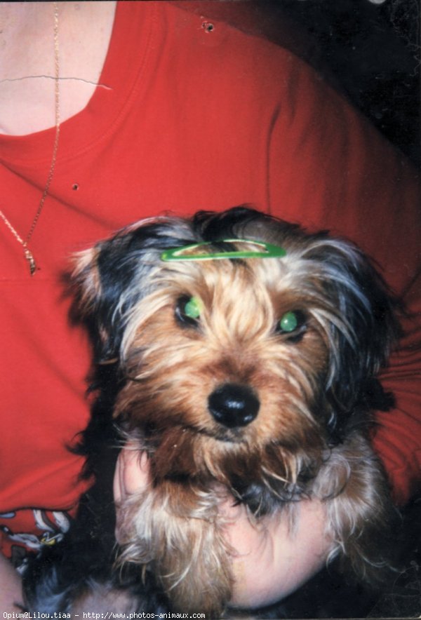 Photo de Yorkshire terrier