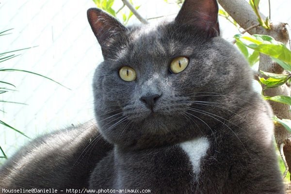 Photo de Chat domestique