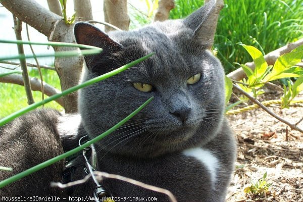 Photo de Chat domestique