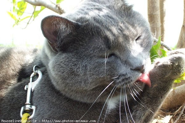 Photo de Chat domestique