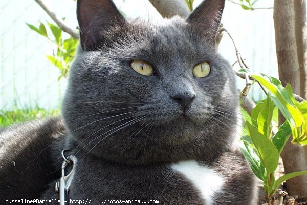 Photo de Chat domestique