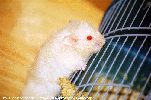 Photo de Hamster