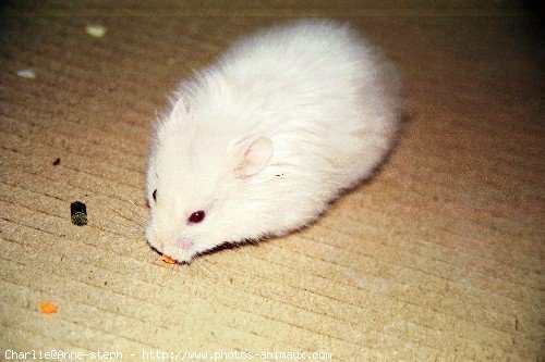 Photo de Hamster