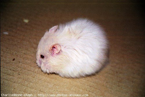 Photo de Hamster