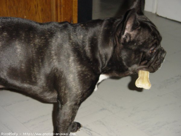 Photo de Bouledogue franais