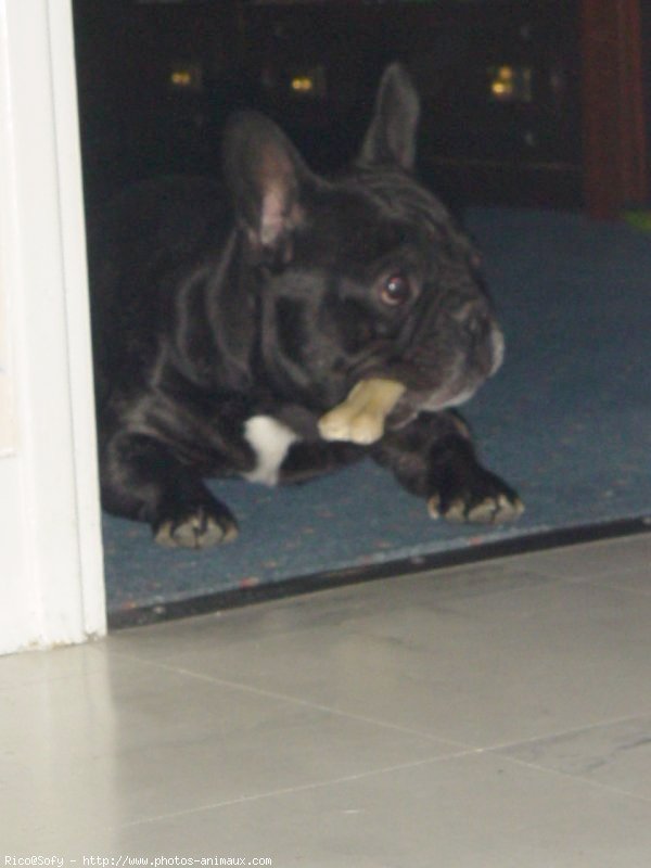 Photo de Bouledogue franais