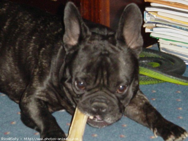 Photo de Bouledogue franais