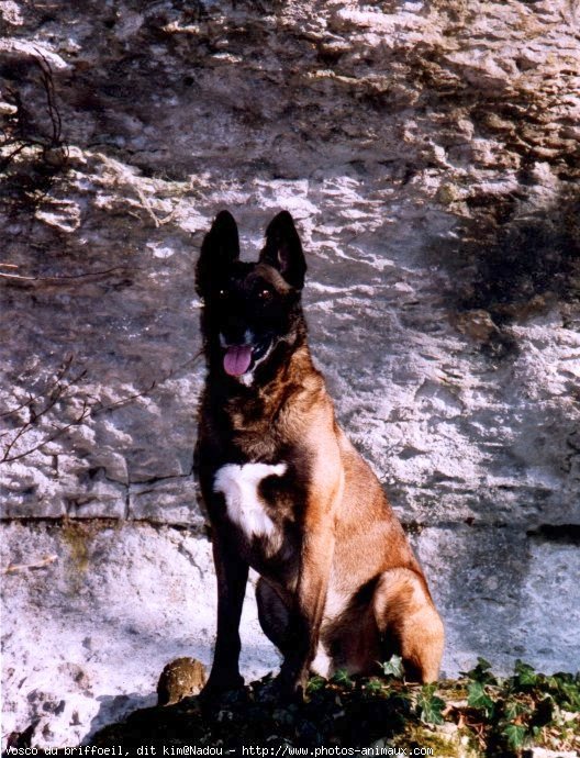 Photo de Berger belge malinois