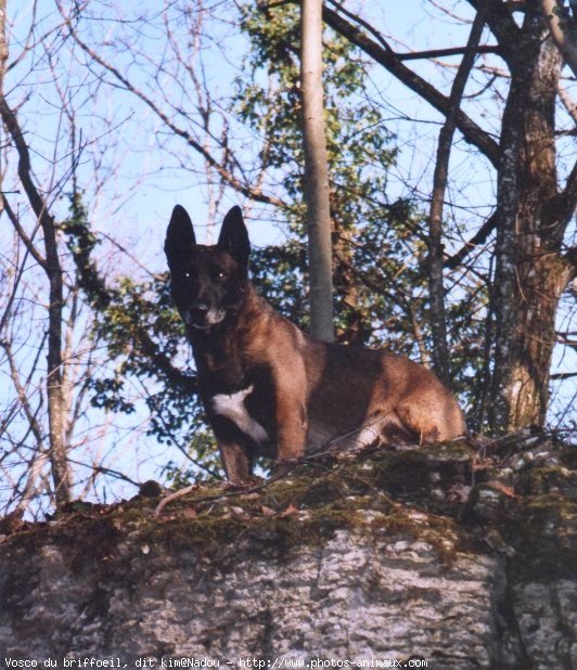 Photo de Berger belge malinois