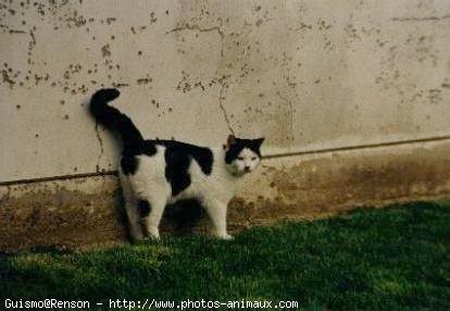 Photo de Chat domestique