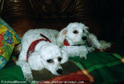 Photo de Bichon maltais