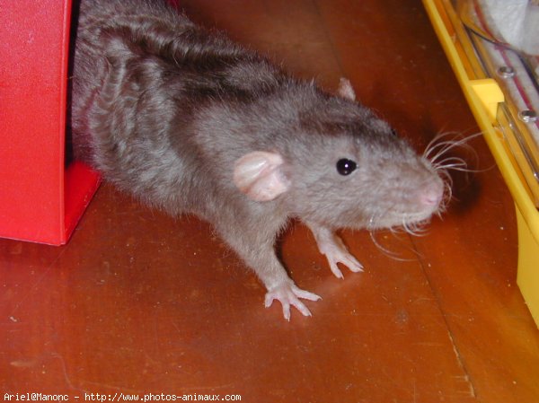 Photo de Rat