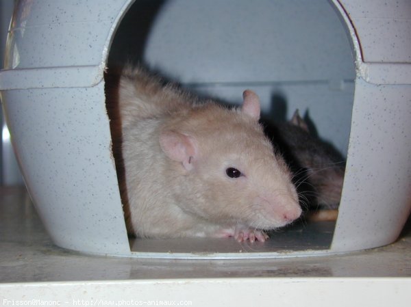 Photo de Rat