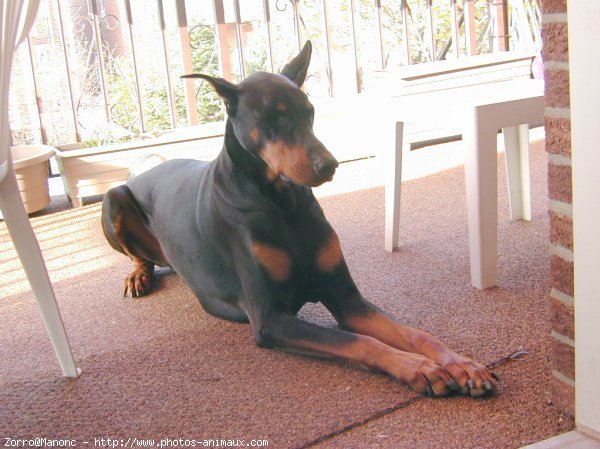 Photo de Dobermann