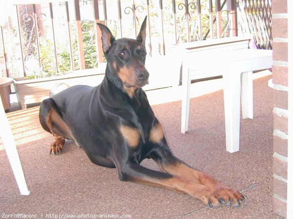 Photo de Dobermann