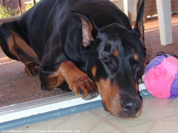 Photo de Dobermann