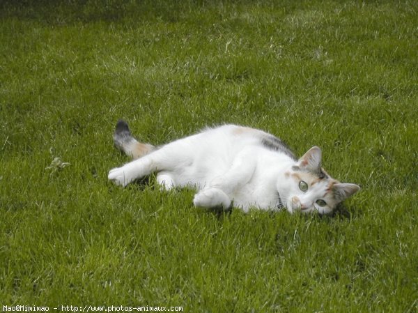 Photo de Chat domestique