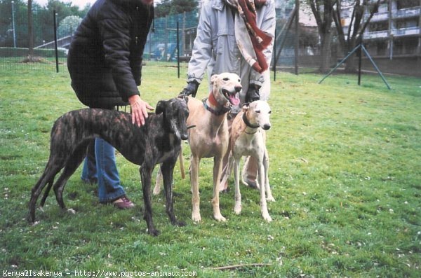 Photo de Galgo espagnol