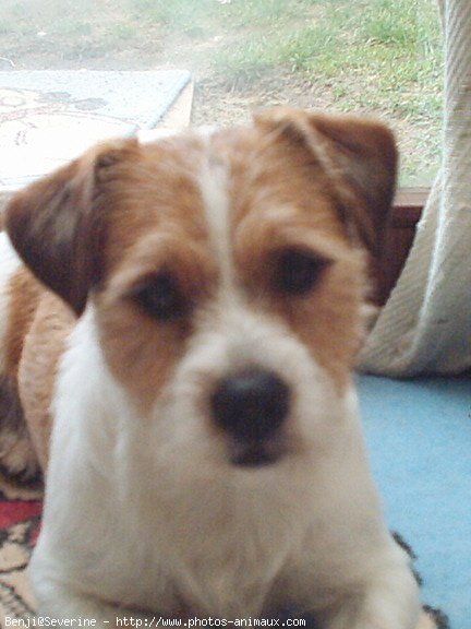 Photo de Jack russell terrier