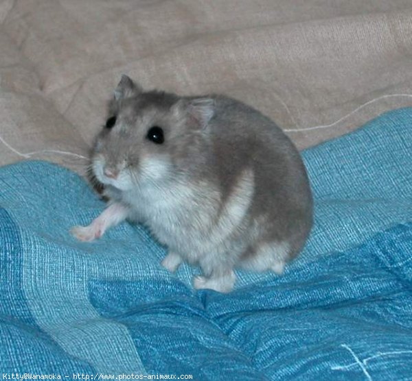 Photo de Hamster