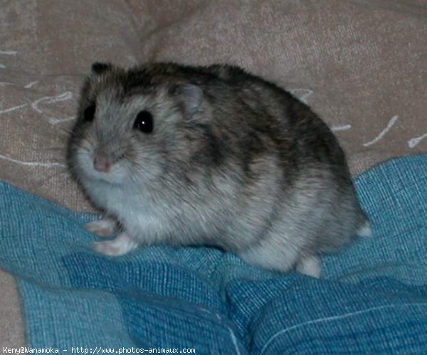 Photo de Hamster