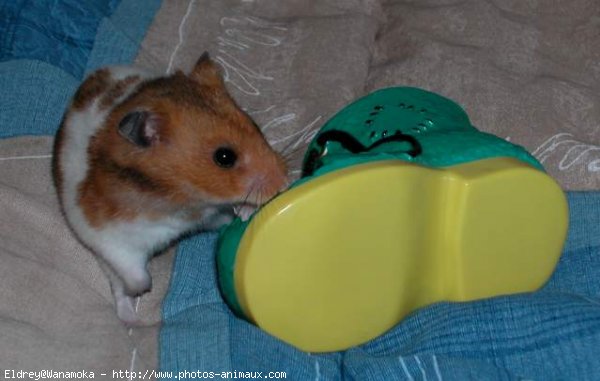 Photo de Hamster