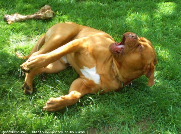 Photo de Dogue de bordeaux