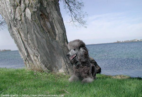 Photo de Caniche moyen