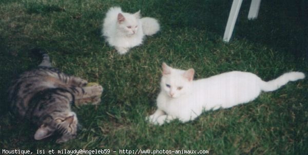 Photo de Races diffrentes