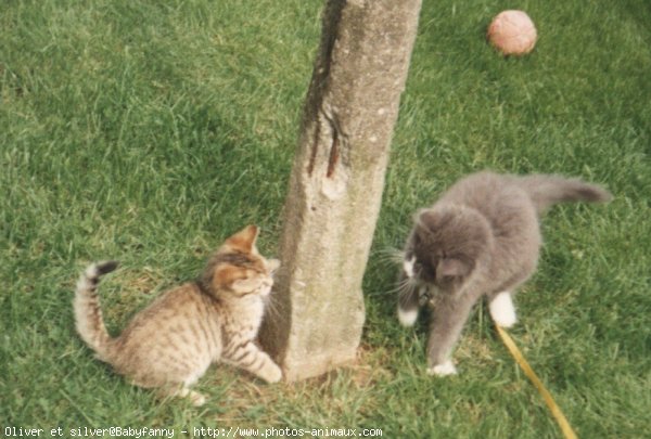 Photo de Chat domestique