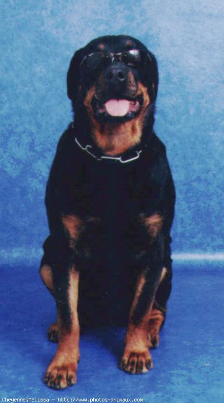 Photo de Rottweiler