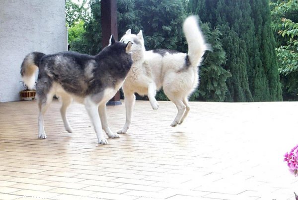 Photo de Husky siberien