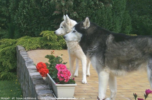 Photo de Husky siberien