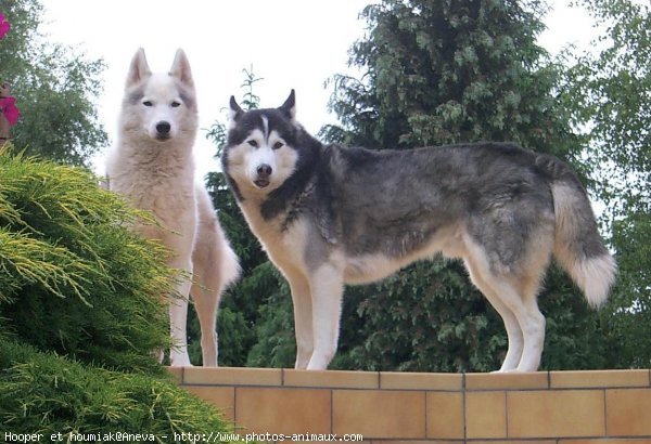 Photo de Husky siberien