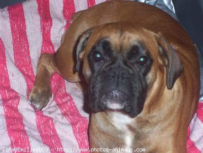 Photo de Boxer