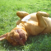 Photo de Dogue de bordeaux