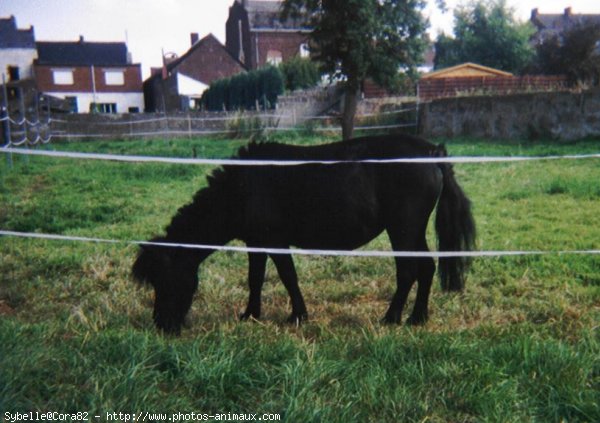 Photo de Shetland