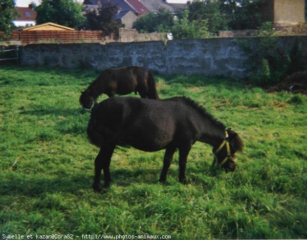 Photo de Shetland