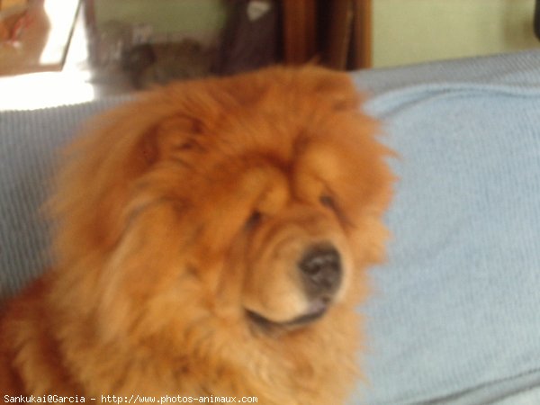 Photo de Chow chow