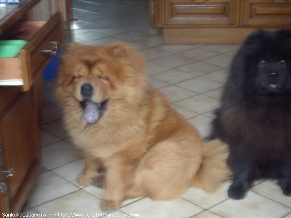 Photo de Chow chow