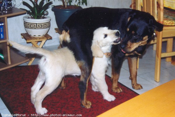 Photo de Golden retriever