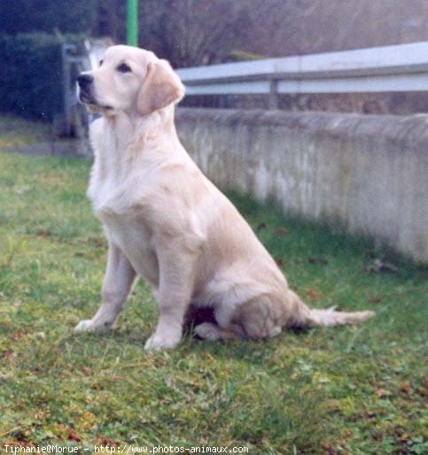 Photo de Golden retriever