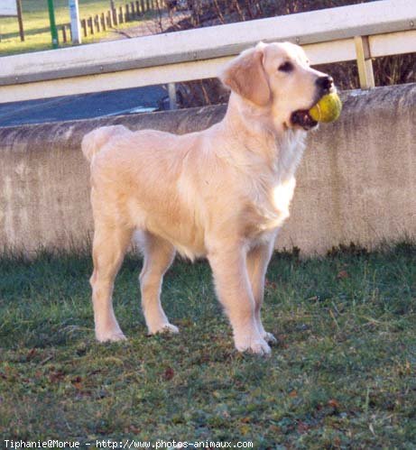 Photo de Golden retriever