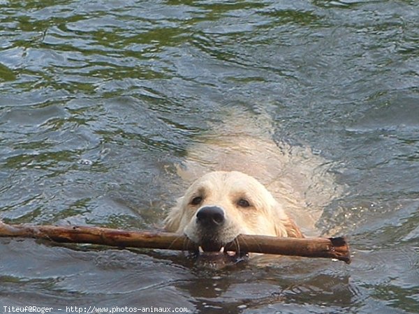 Photo de Golden retriever