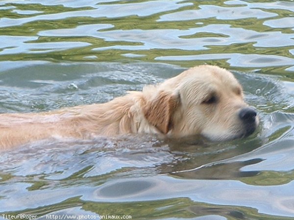 Photo de Golden retriever